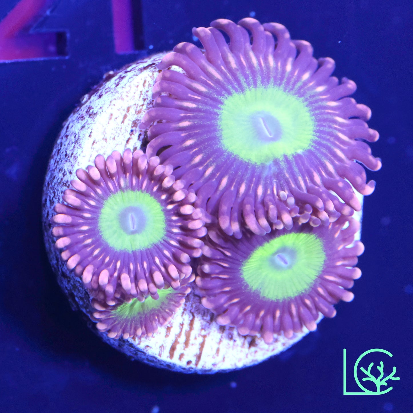 Chucky's Ex Zoa WYSIWYG