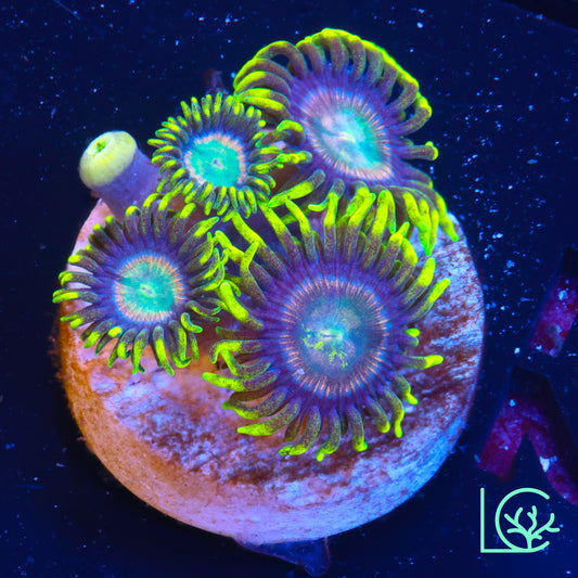 Lemon Lazer Zoa WYSIWYG