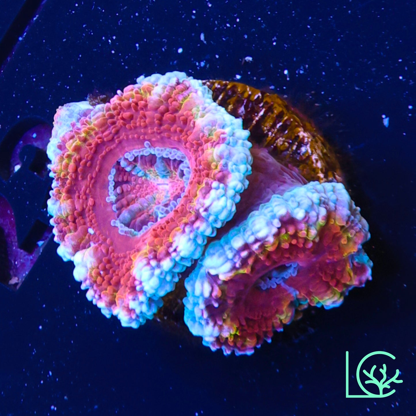 LC Rainbow Acan WYSIWYG