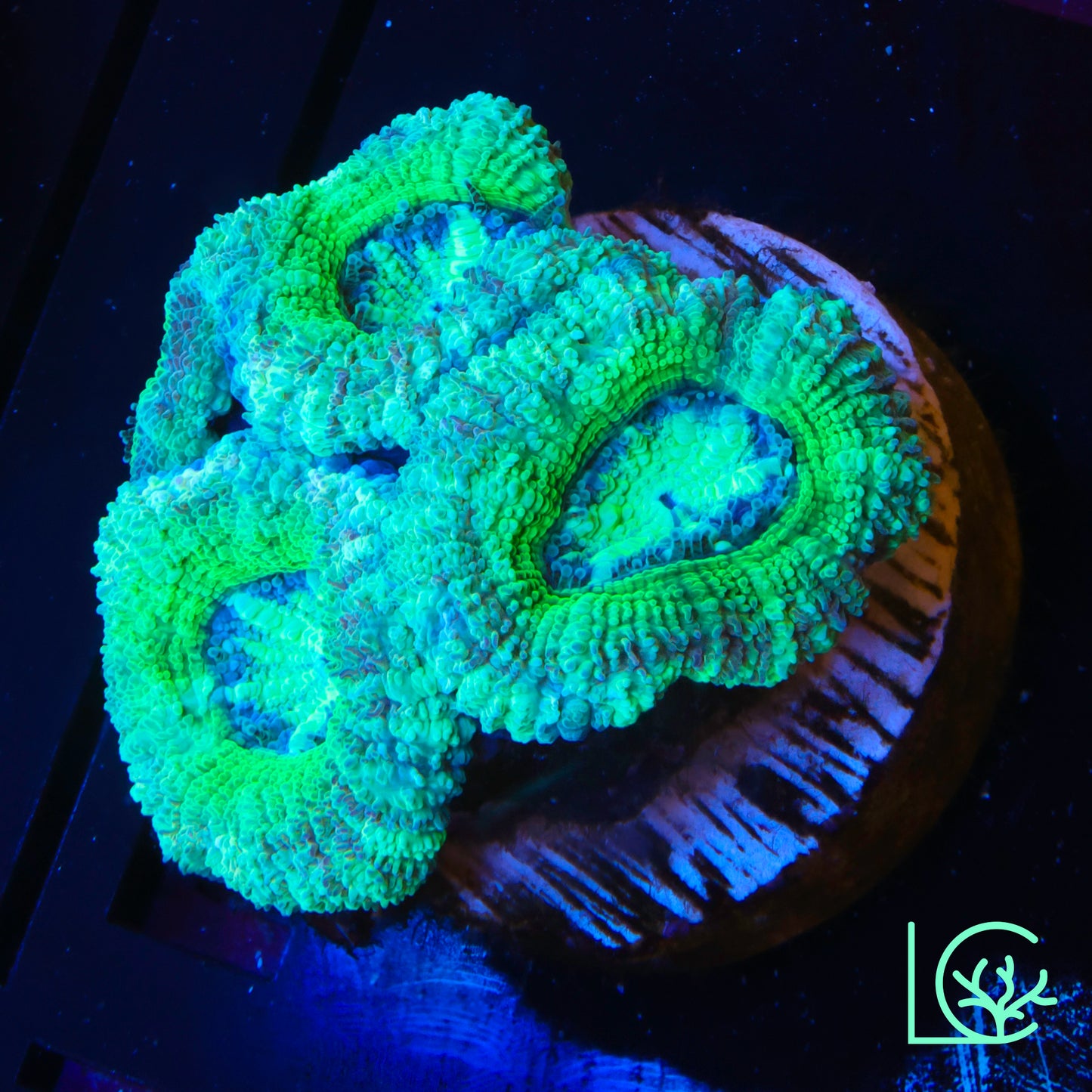 Green Candy Cane Acan WYSIWYG