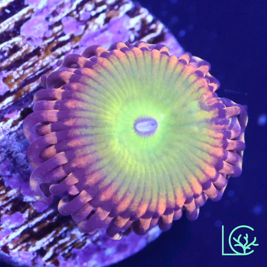 GB Rainbow Troll Zoa WYSIWYG