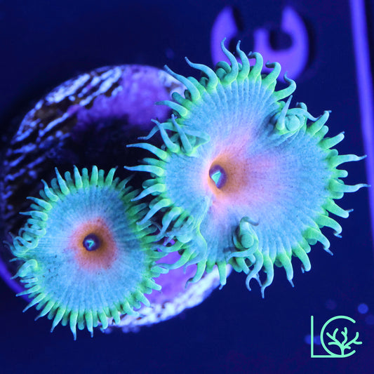 Captain America Zoa WYSIWYG