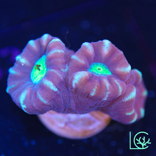 ORA Two Toned Candy Cane Trumpet WYSIWYG
