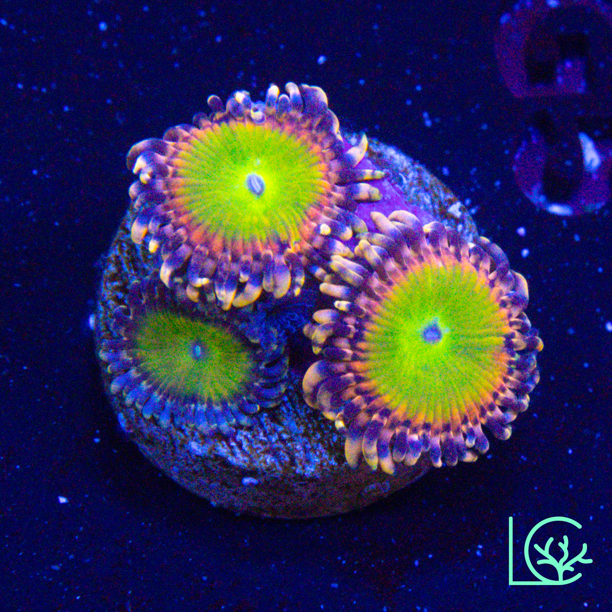 GB Rainbow Troll Zoa WYSIWYG