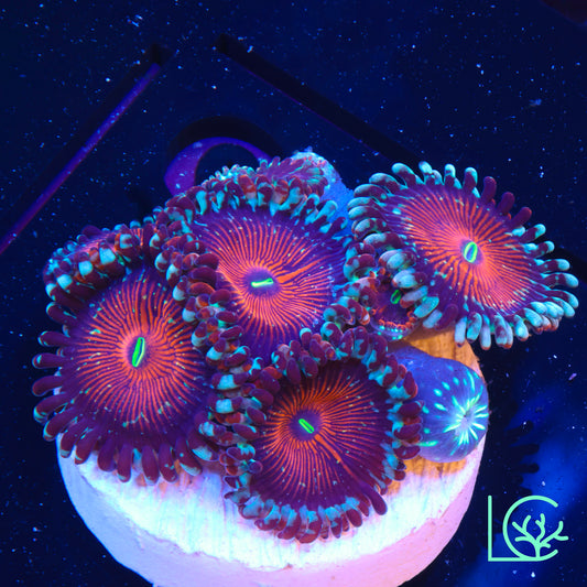 White Zombie Zoa Mini Colony WYSIWYG