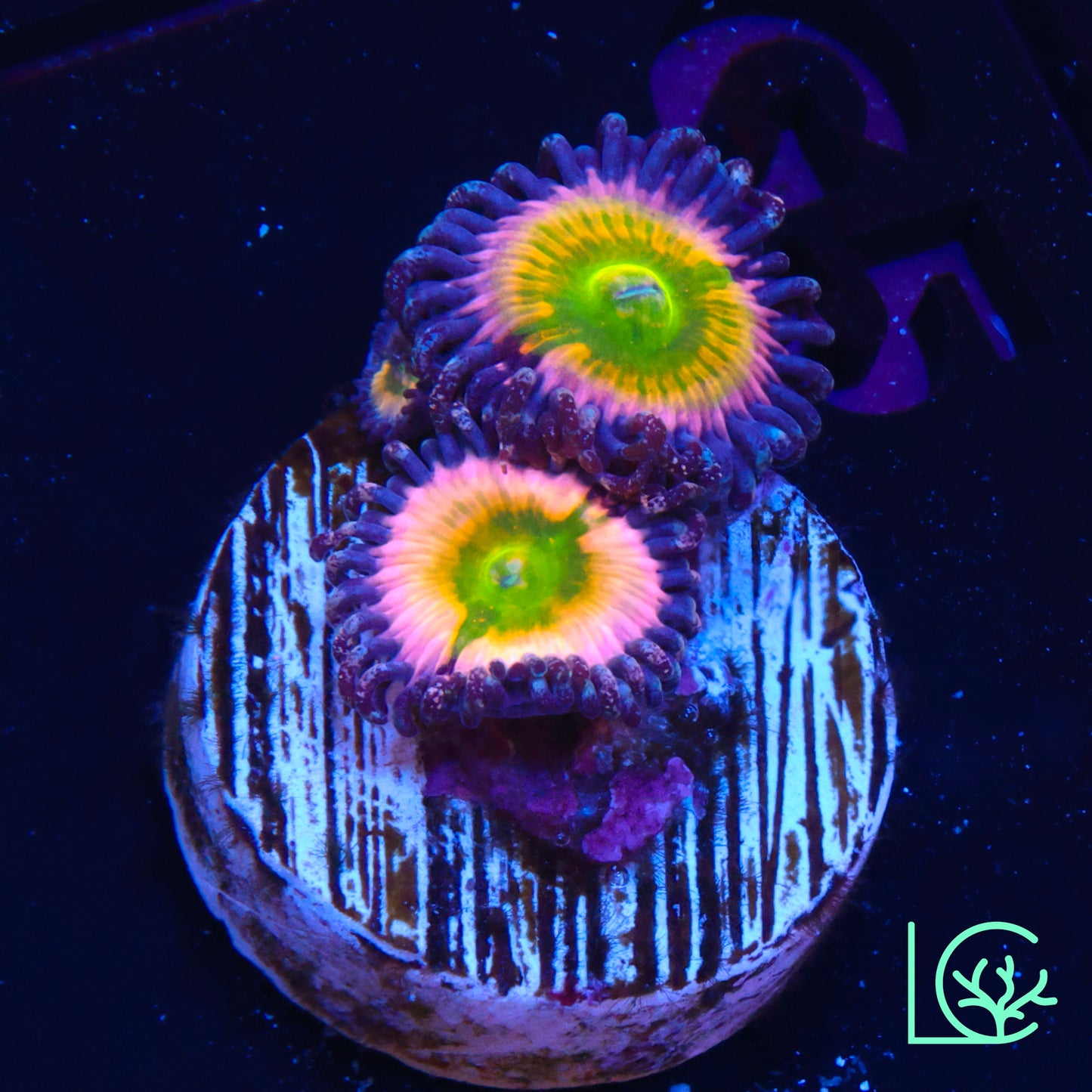 Rainbow Infusion Zoa WYSIWYG