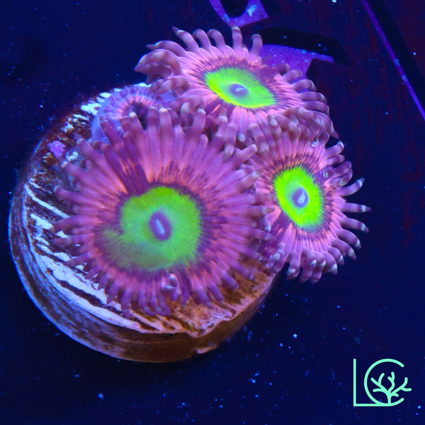 Pink Hippos Zoa WYSIWYG