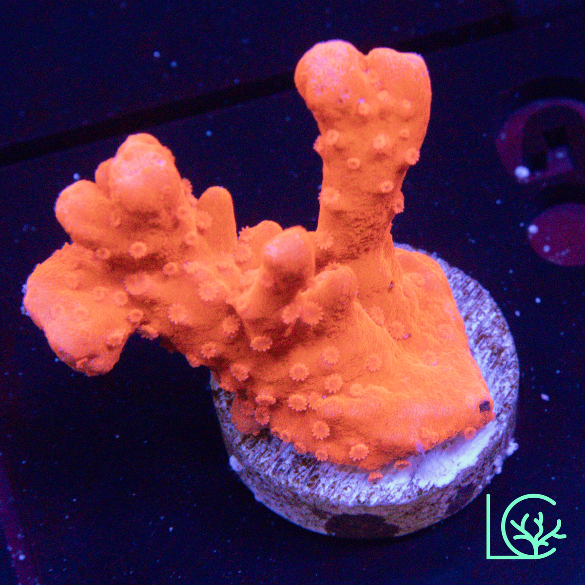 LC Orange Branching Setosa WYSIWYG