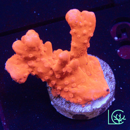 LC Orange Branching Setosa WYSIWYG