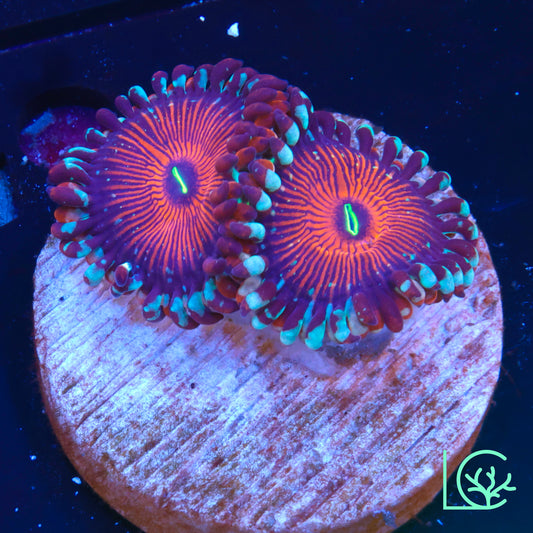White Zombie Zoa WYSIWYG