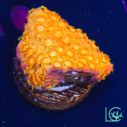 Citrus Swirl Cyphastrea WYSIWYG