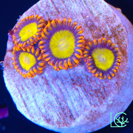 Mandarin Orange Zoa WYSIWYG