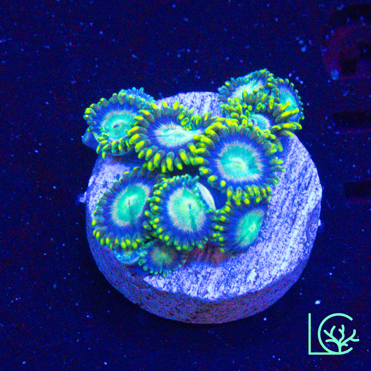 Lemon Lazer Zoa WYSIWYG