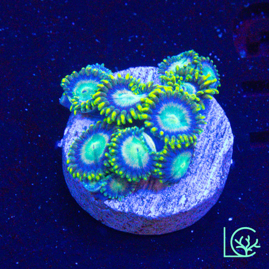 Lemon Lazer Zoa WYSIWYG