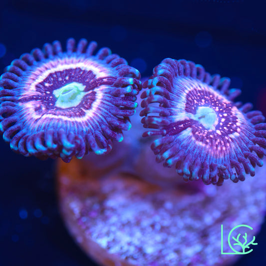 CC Pink Constellation Zoa WYSIWYG