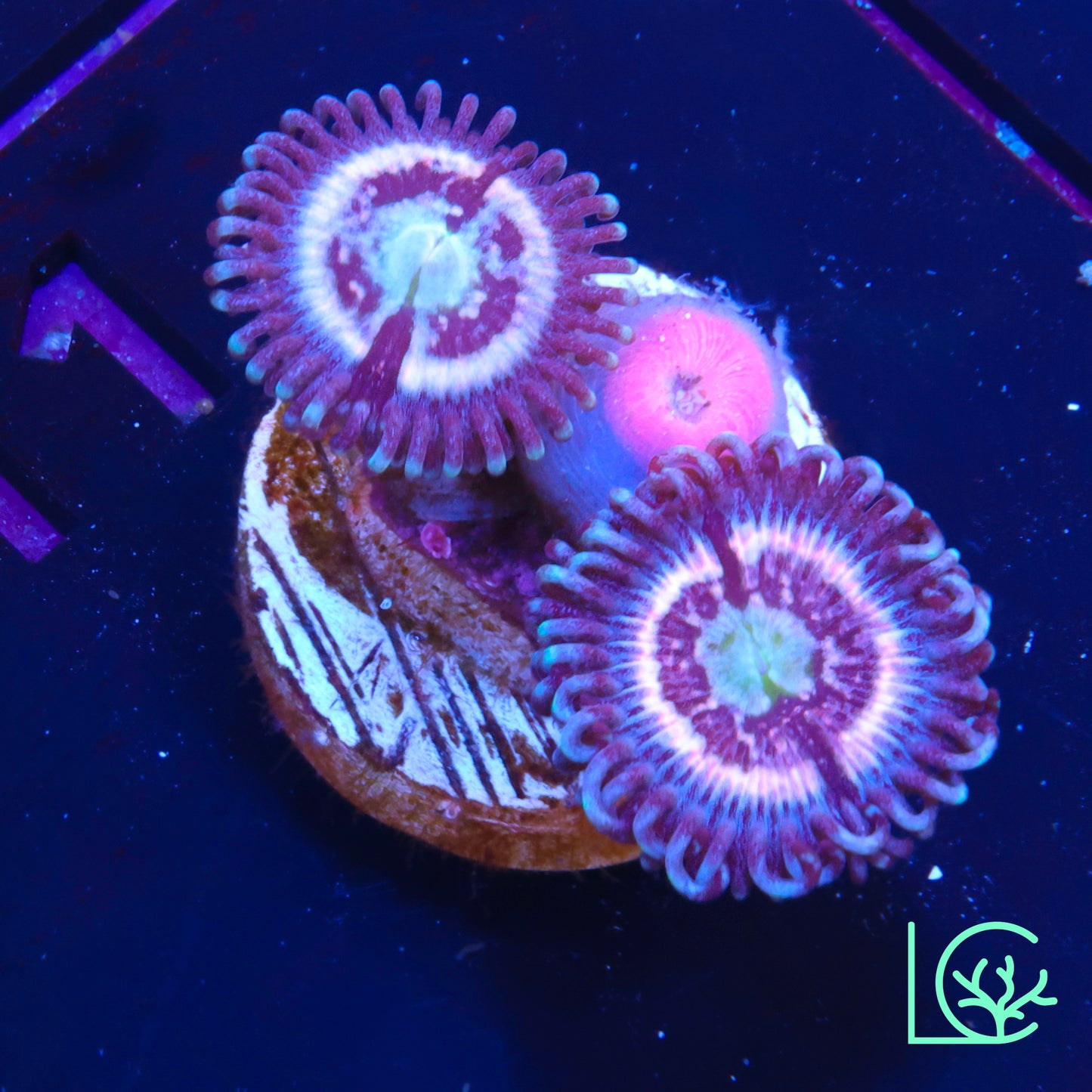CC Pink Constellation Zoa WYSIWYG