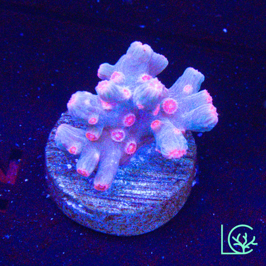 Vivid's Branching Cyphastrea WYSIWYG