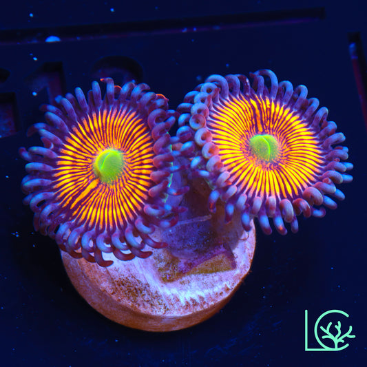 Gobstopper Zoa WYSIWYG