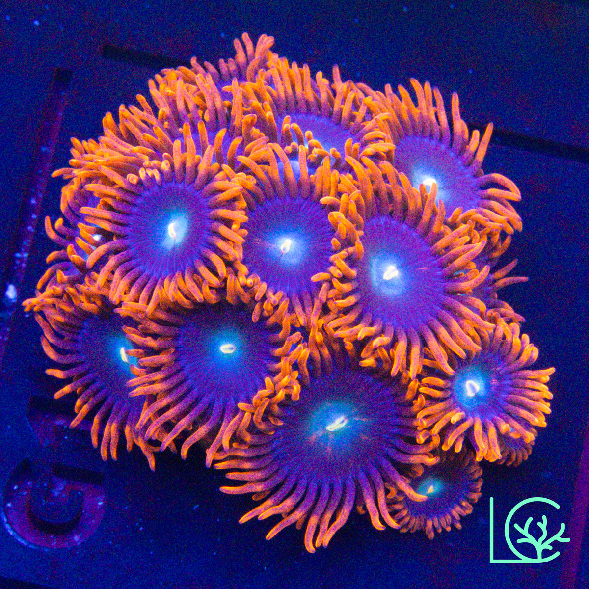 Punk Rocker Zoa WYSIWYG