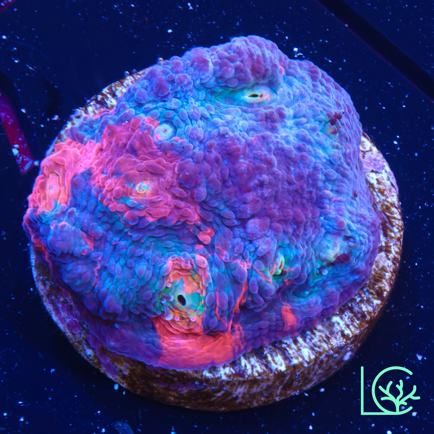 CB Aurora Lights WYSIWYG
