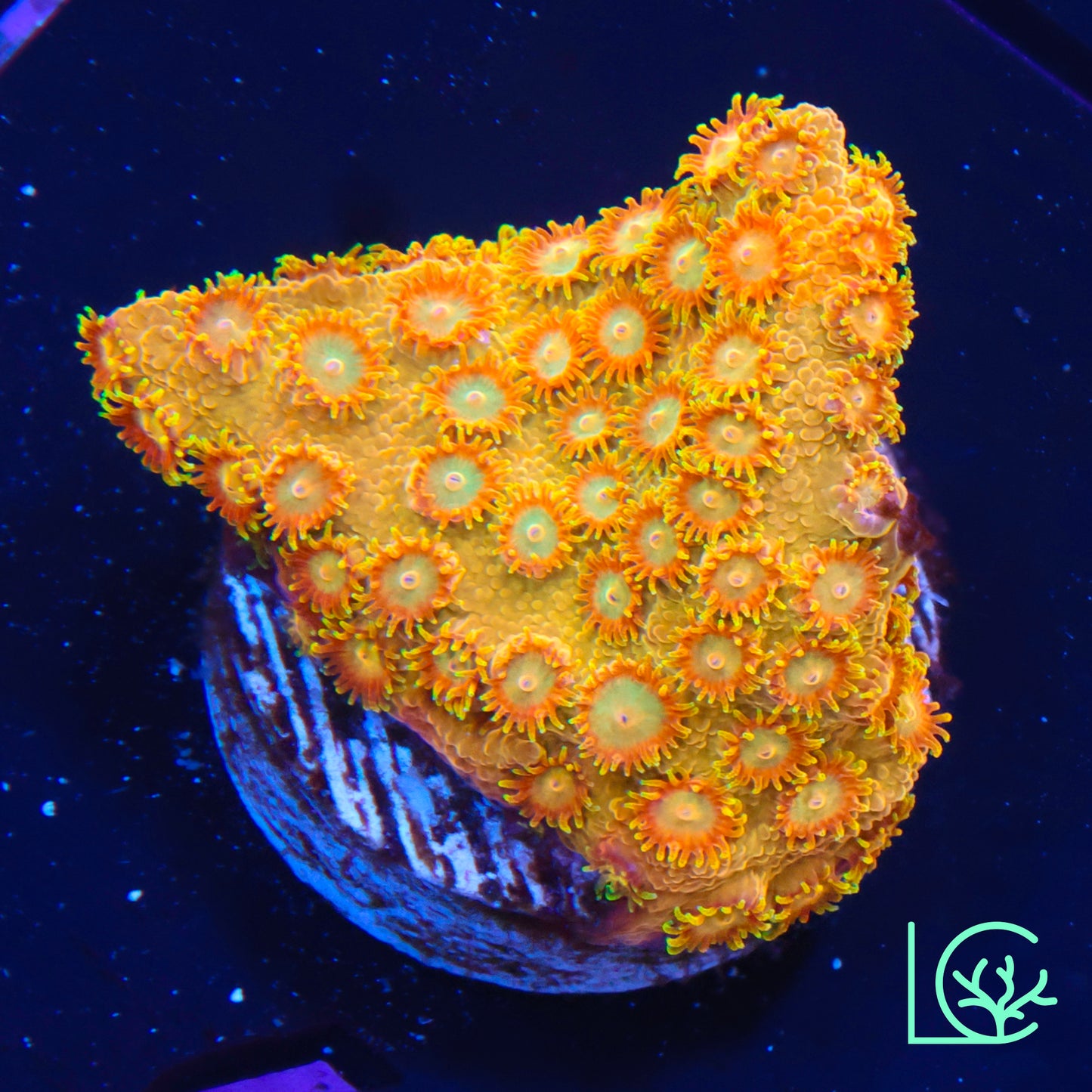 Citrus Swirl Cyphastrea WYSIWYG