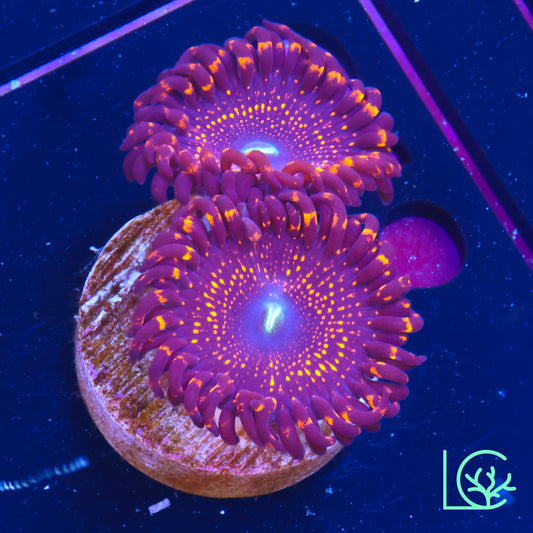 Illuminati Zoa WYSIWYG