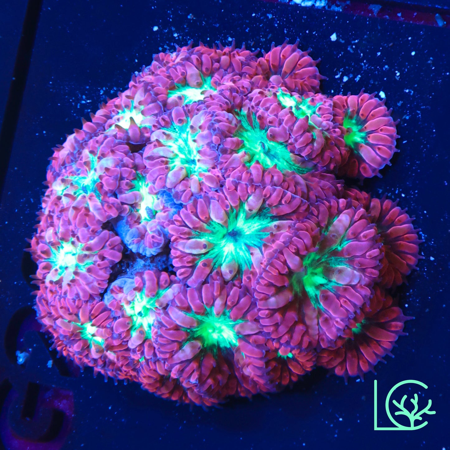 LC Blastomussa Merletti Mini Colony WYSIWYG