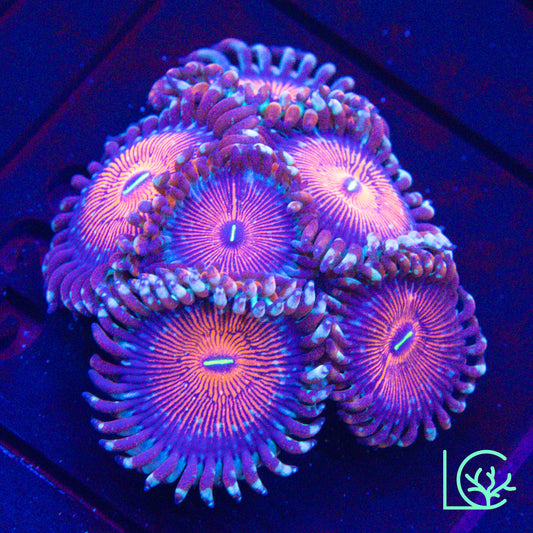White Zombie Zoa WYSIWYG