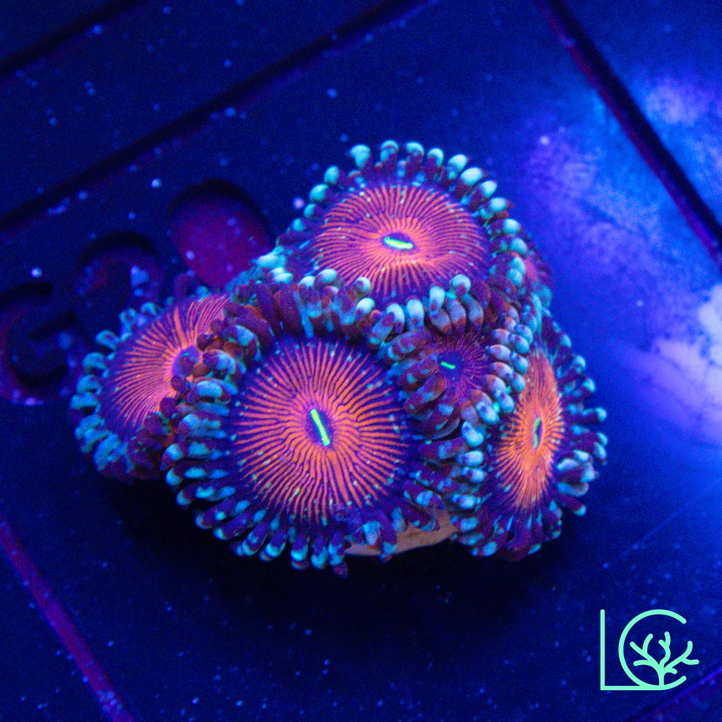 White Zombie Zoa WYSIWYG