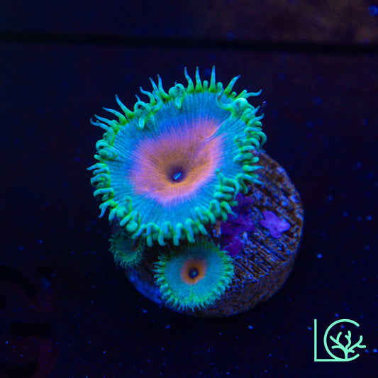 Captain America Zoa WYSIWYG