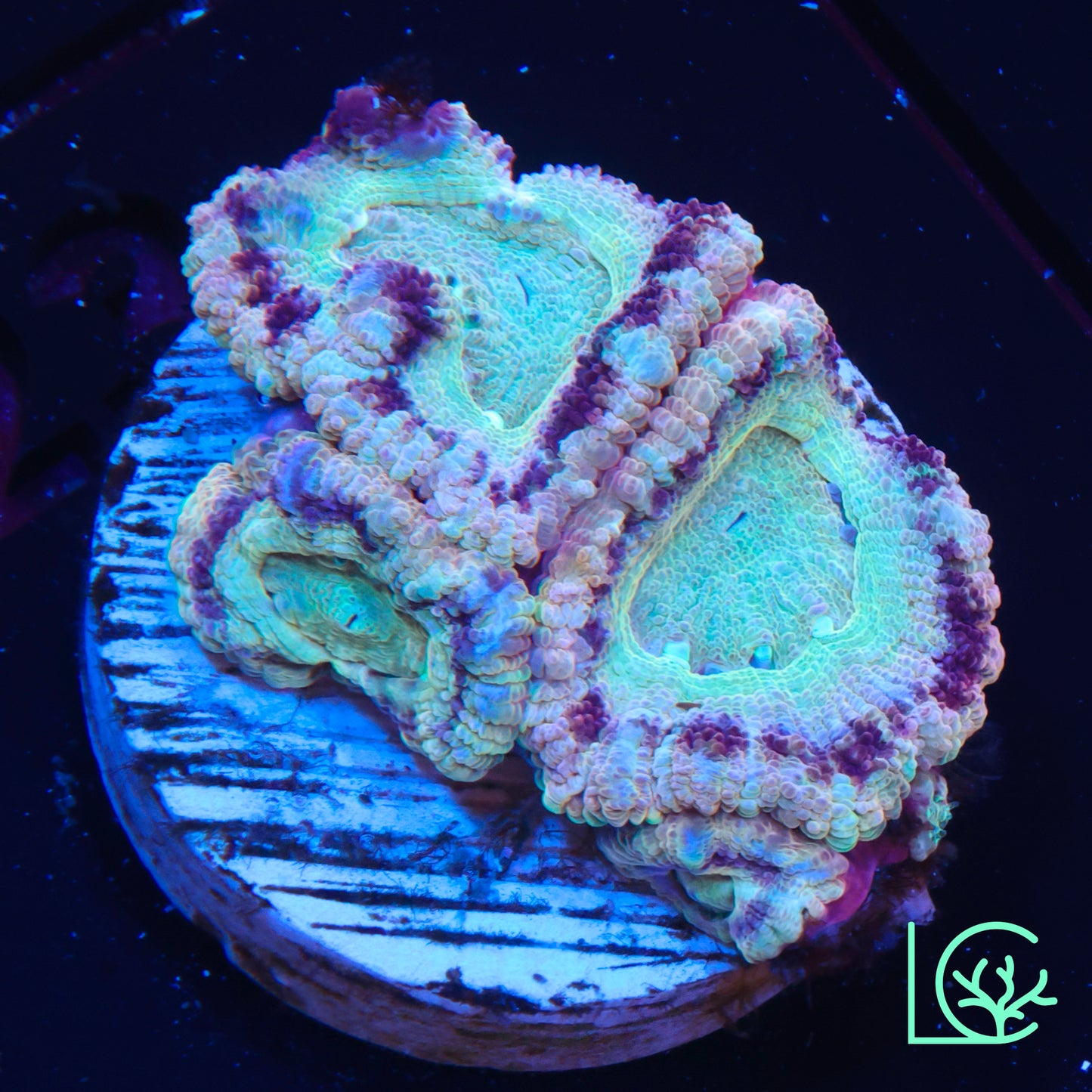 Green Goblin Asian Acan WYSIWYG