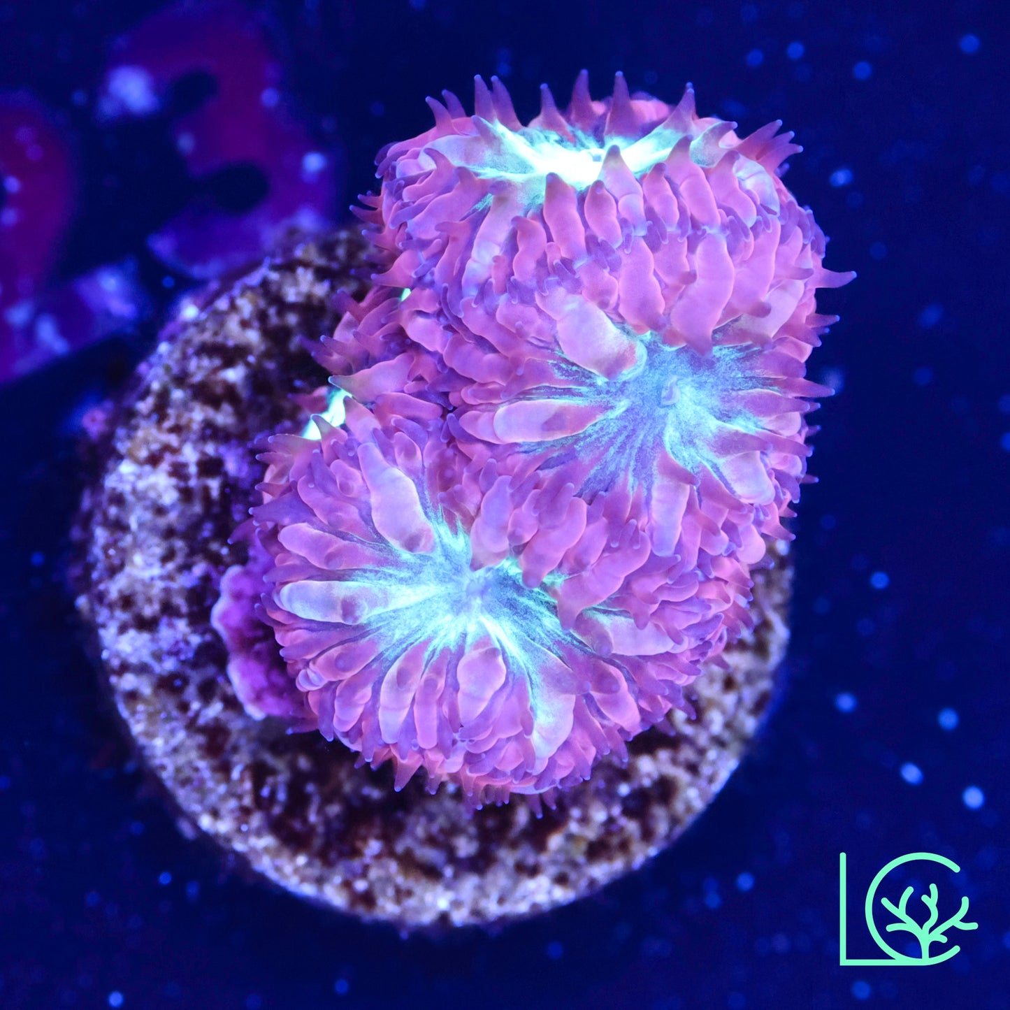 LC Blastomussa Merletti WYSIWYG