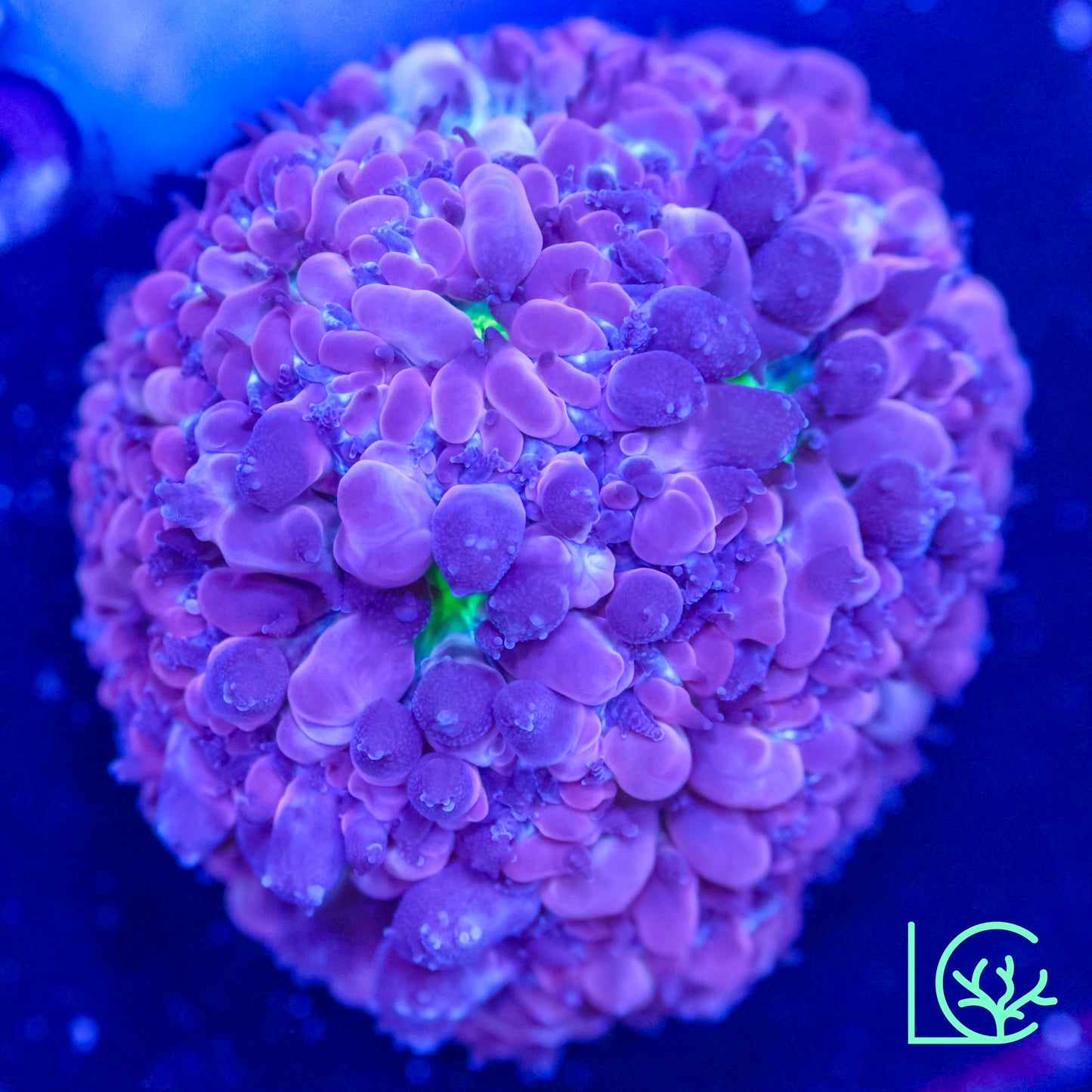 Supersonic Merletti WYSIWYG