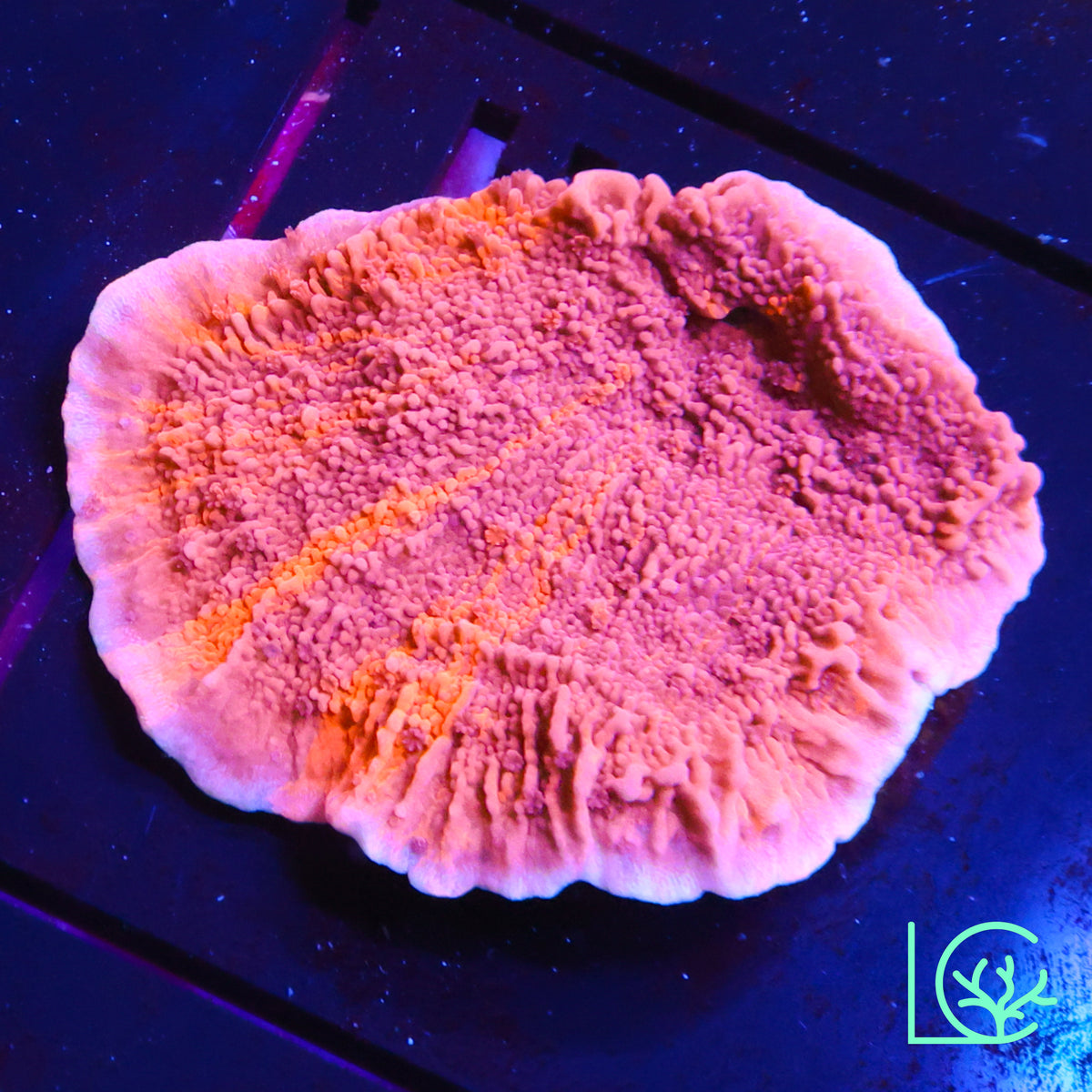 JF Mixed Emotions Montipora WYSIWYG