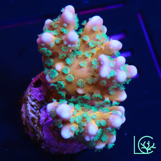 RRC Tropicana Anacropora WYSIWYG