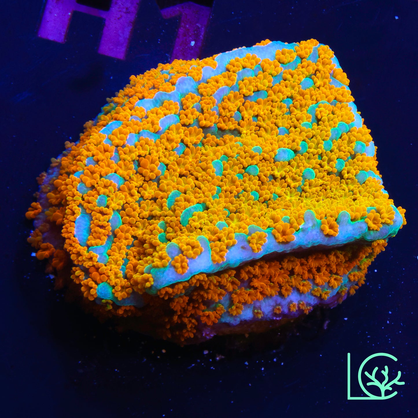 Rainbow Montipora WYSIWYG