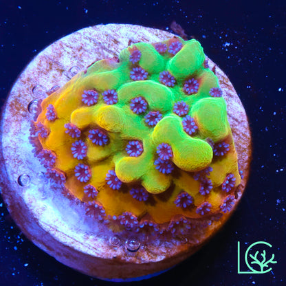 TSA Beast Montipora WYSIWYG