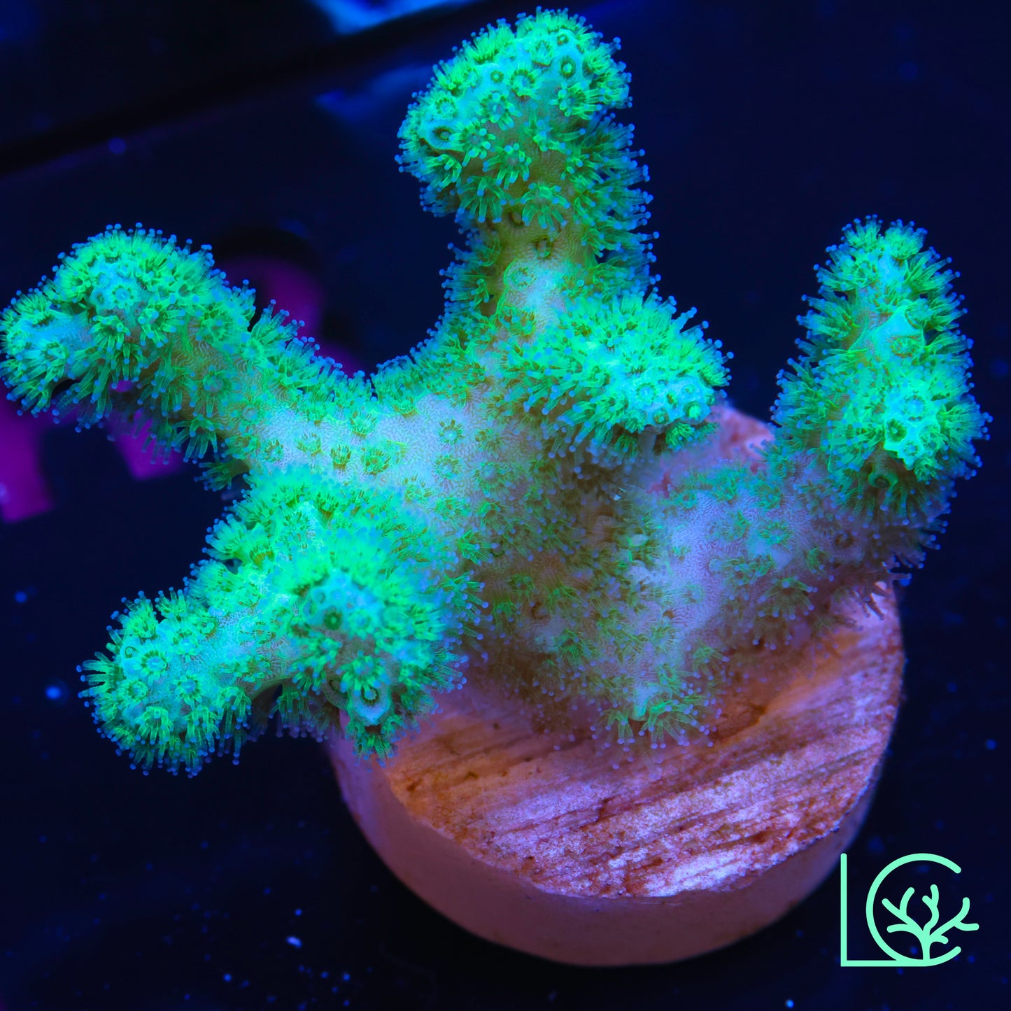 ORA Green Pocillopora WYSIWYG