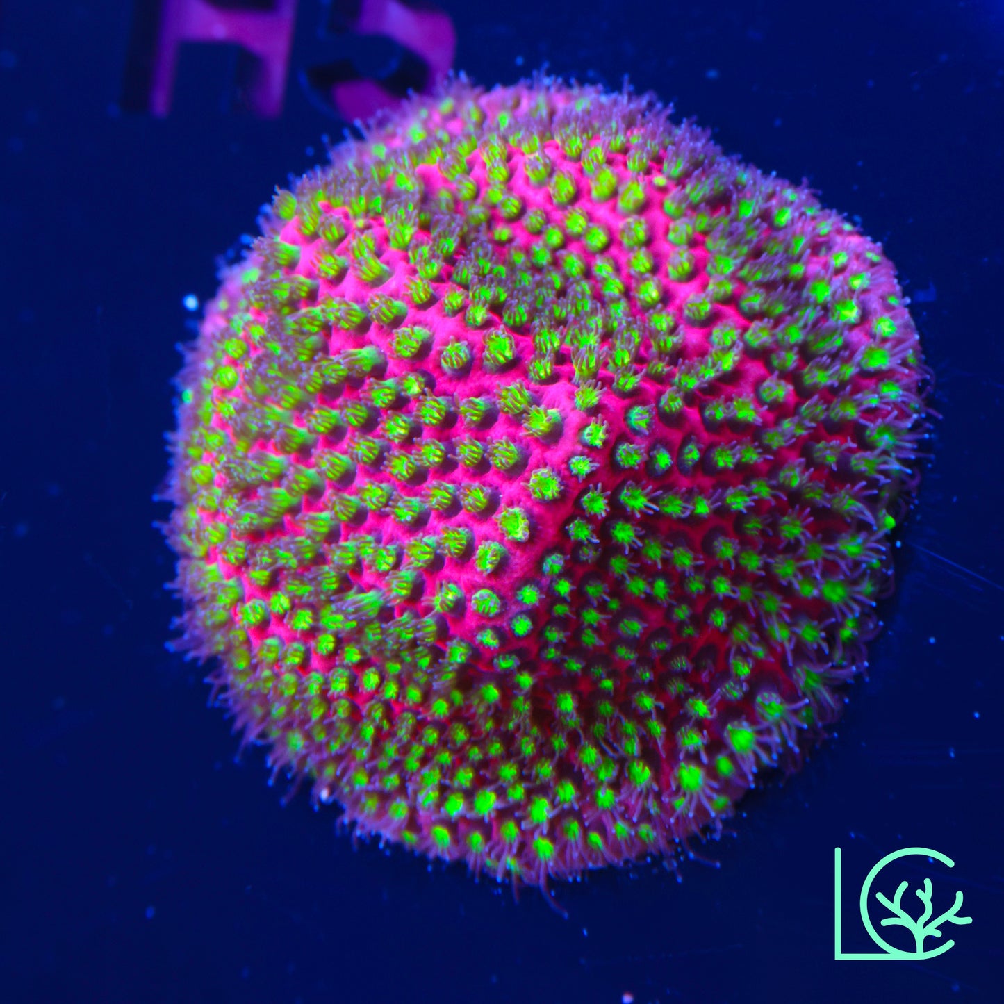 Electric Daisy Stylo WYSIWYG