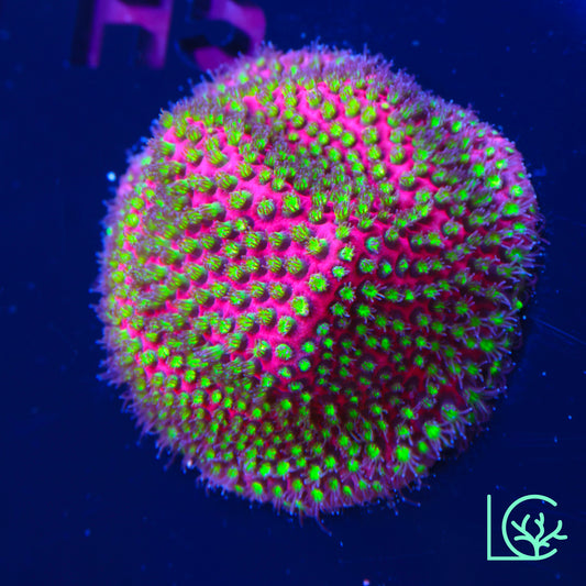 Electric Daisy Stylo WYSIWYG