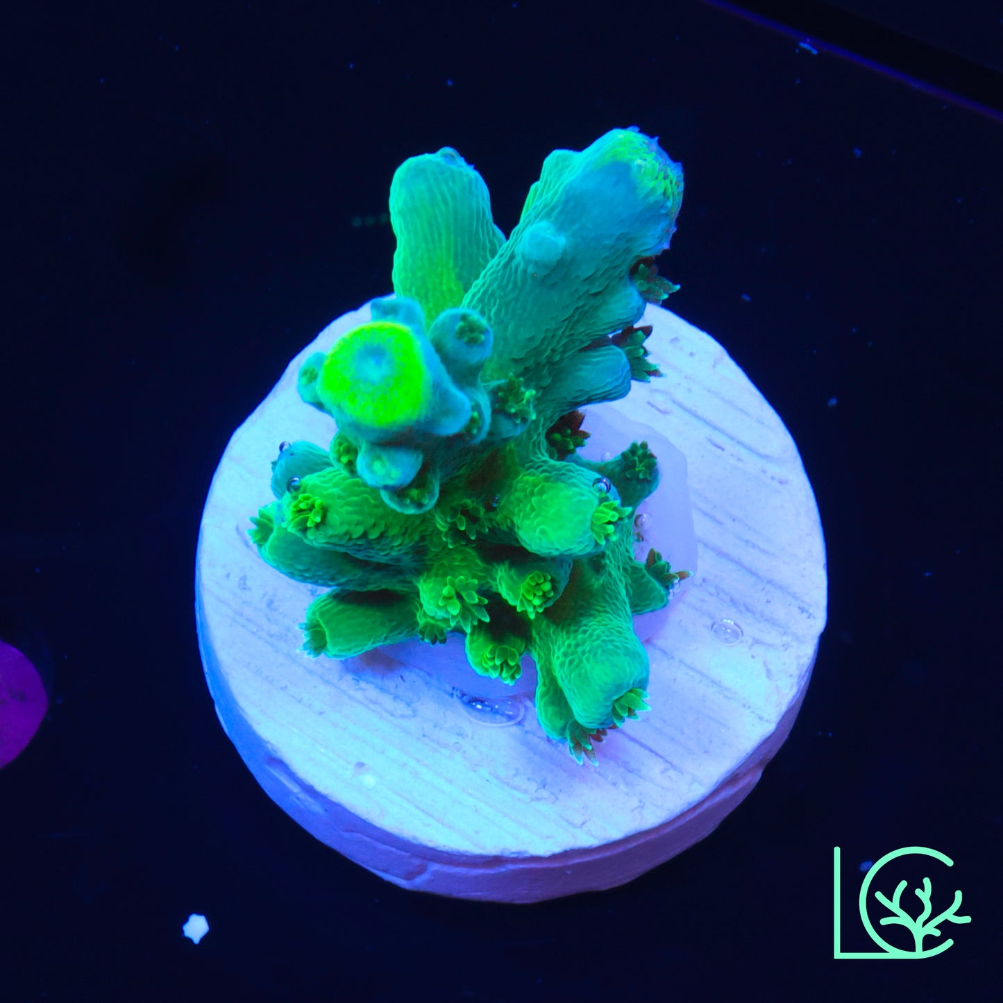 ORA Frogskin Acropora WYSIWYG