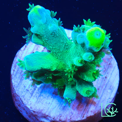 ORA Frogskin Acropora WYSIWYG