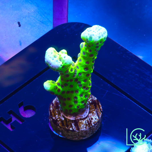 WWC Slimeball Anacropora WYSIWYG