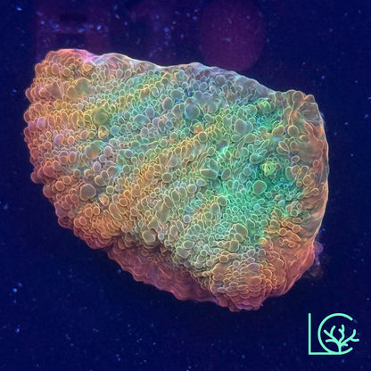 Psychadelic Chalice WYSIWYG