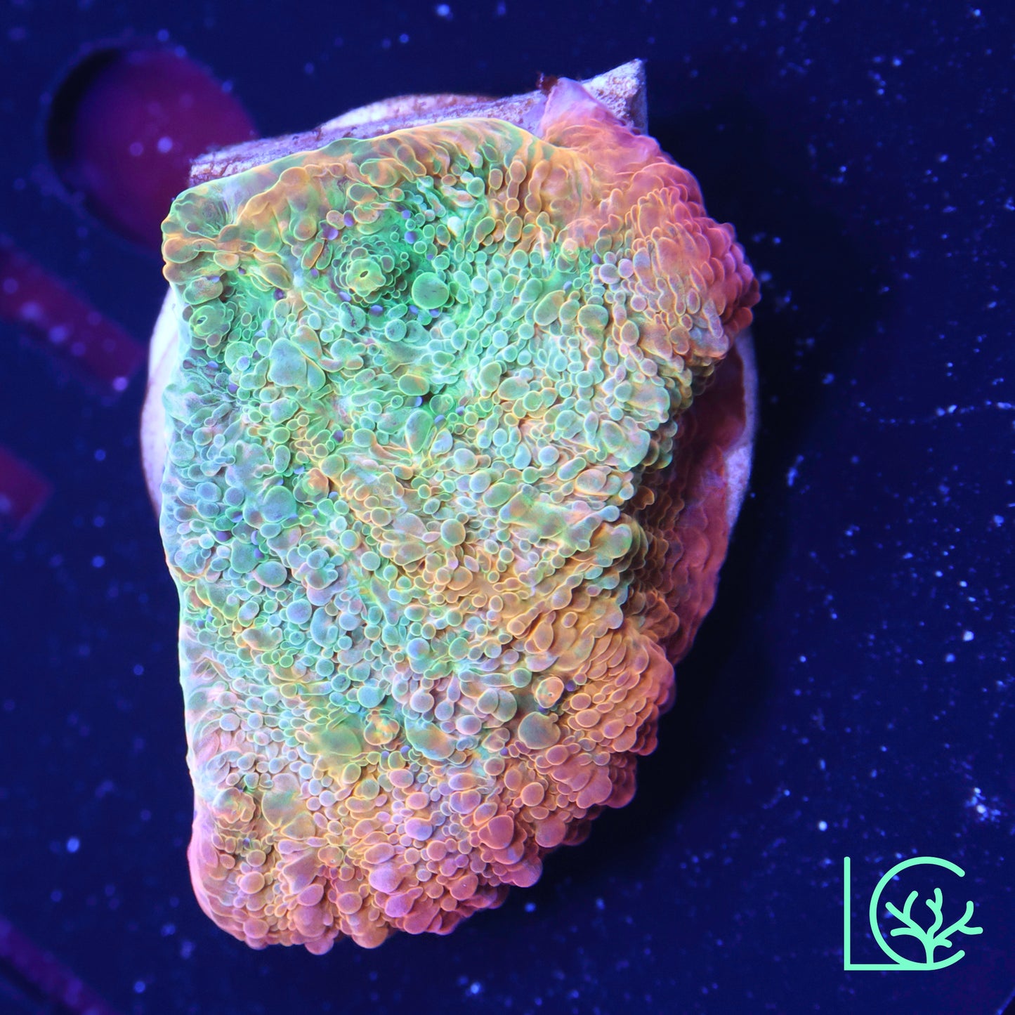 Psychadelic Chalice WYSIWYG