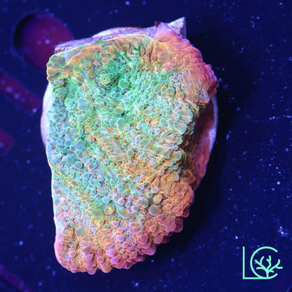 Psychadelic Chalice WYSIWYG