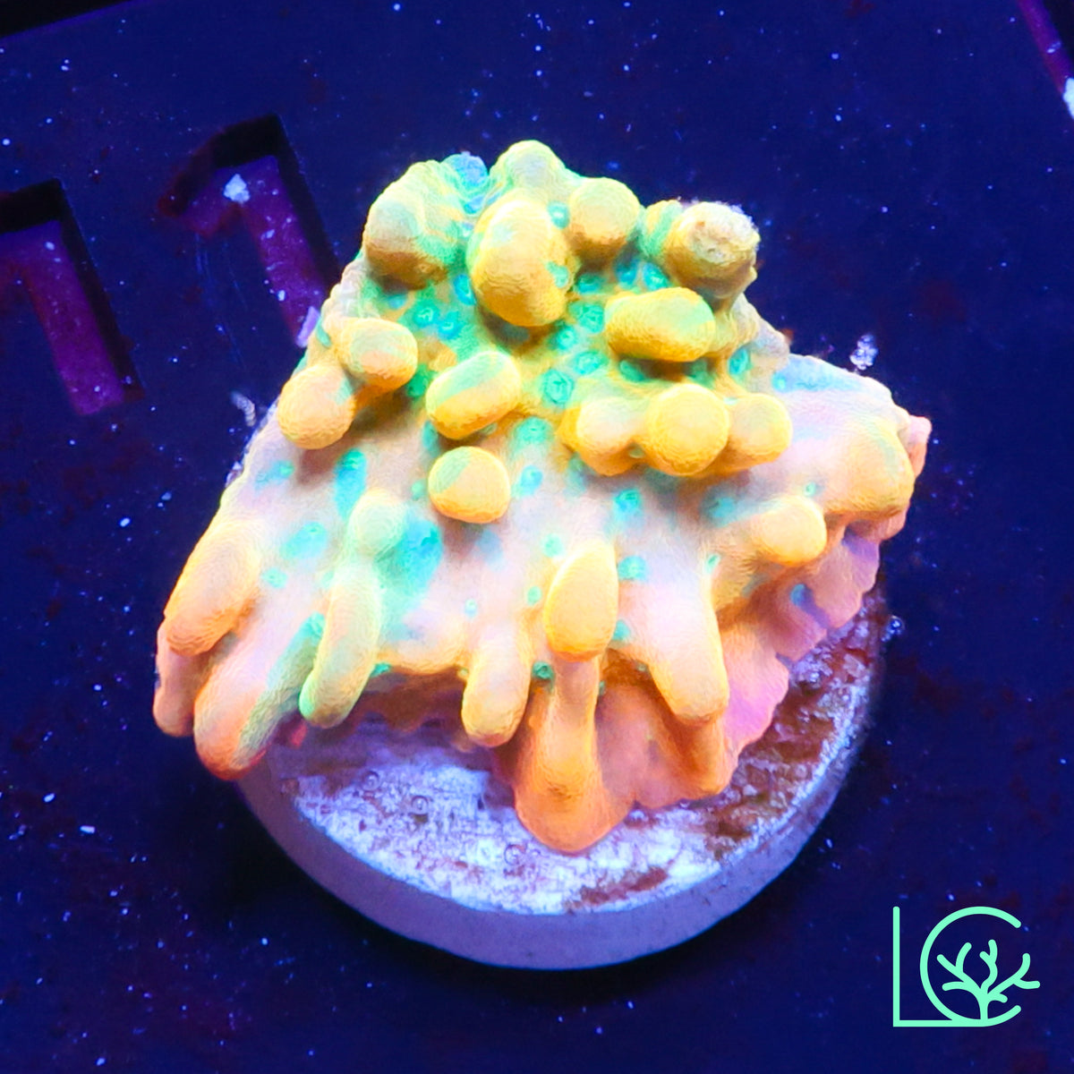 JF Vino Montipora WYSIWYG