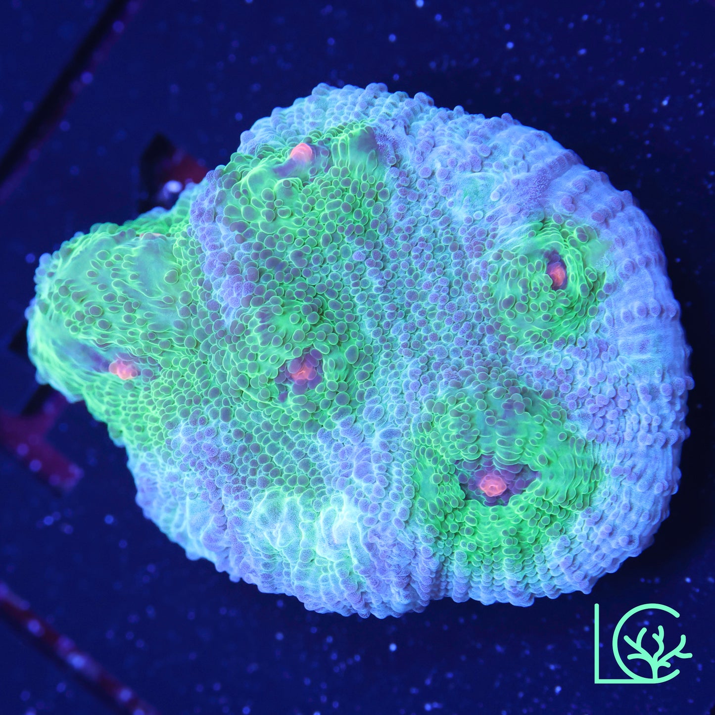 Avatar Chalice WYSIWYG