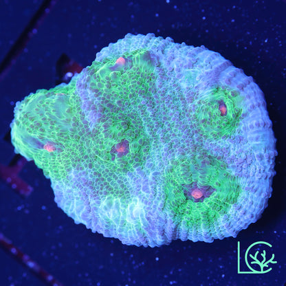 Avatar Chalice WYSIWYG