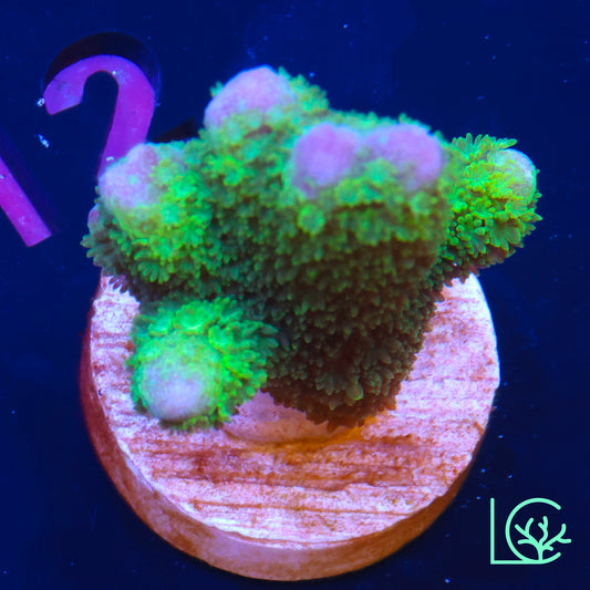 Green Digi WYSIWYG